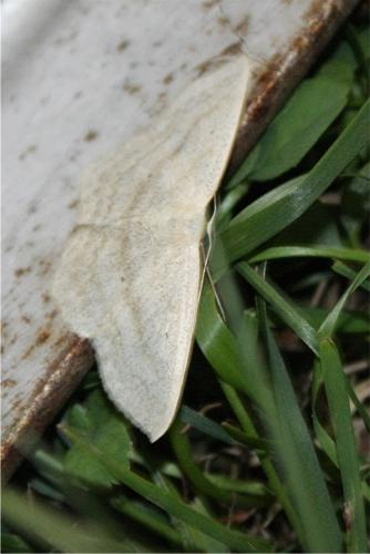 Scopula nigropunctata
